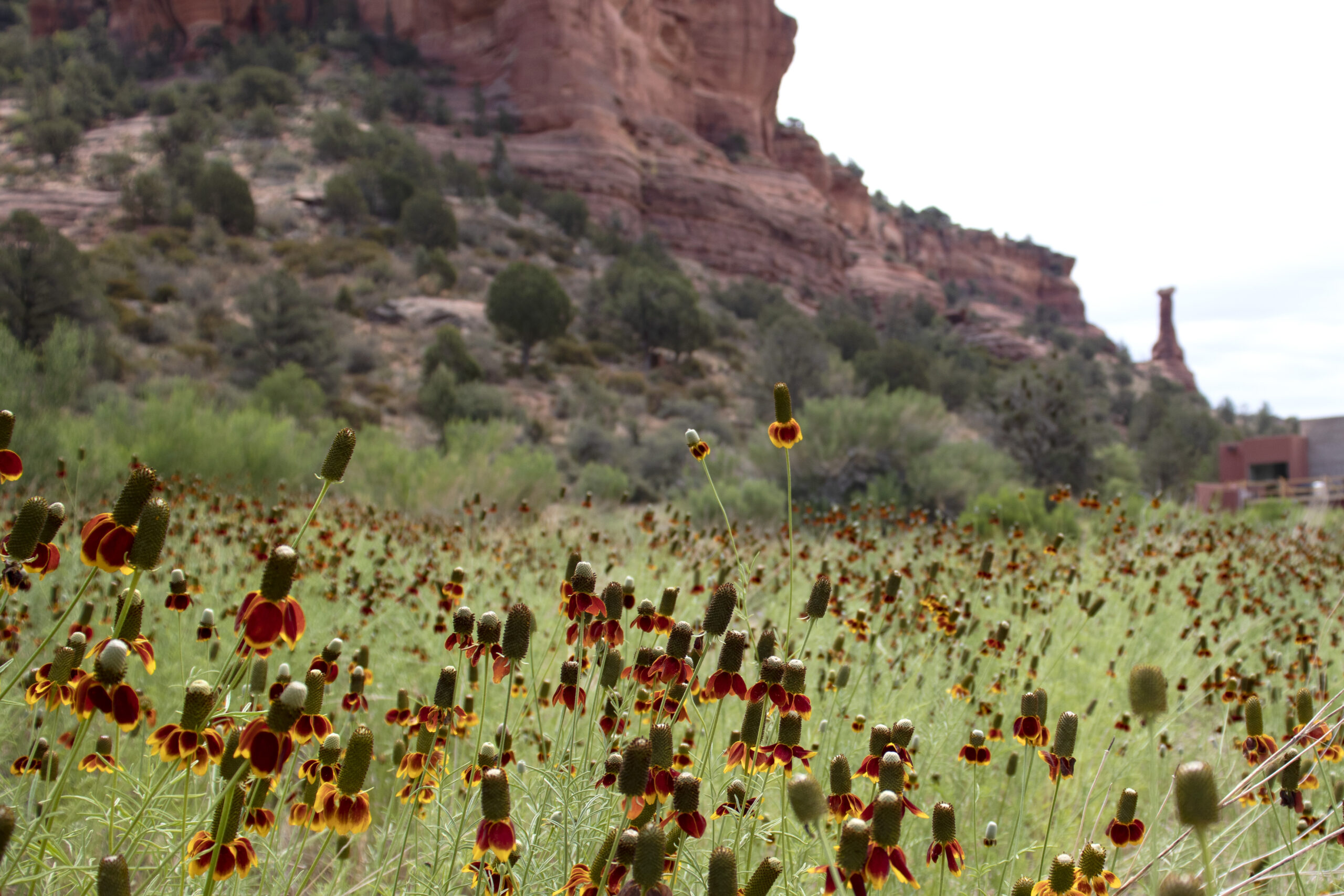 Field of Mexican hat flowers outside our Casitas at Mii amo