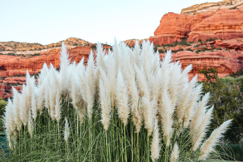 pampas grass with red rocks in the background